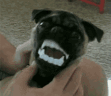 pug teeth