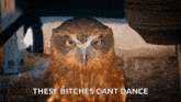 Owl Judge GIF - Owl Judge Judging GIFs