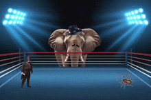 Shawn Breezy Joey Khendalwaal GIF - Shawn Breezy Joey Khendalwaal Elephant GIFs