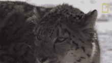 Snarling Snow Leopards101 GIF - Snarling Snow Leopards101 Show Me Your Teeth GIFs