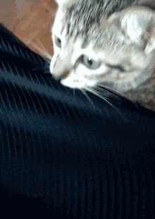 Cat Lurk Cat Peek GIF - Cat Lurk Cat Peek Cute Cat GIFs