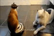 Cat Vacuum GIF