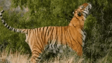 Tiger Big Cat GIF - Tiger Big Cat Wild Animal GIFs