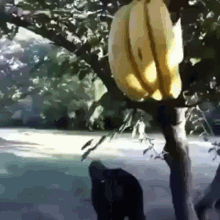 Bananas Revenge GIF - Bananas Revenge Monkey GIFs