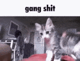 Bing Chilling Cat Gang GIF - Bing Chilling Cat Gang GIFs