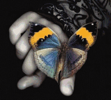 Butterfly Hand GIF - Butterfly Hand Fingers GIFs