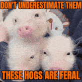 these hogs are feral feral hog feral hogs