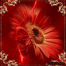 Red Flower GIF