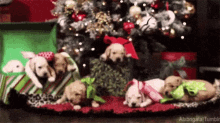 Puppy Gift GIF - Puppy Gift Christmas GIFs