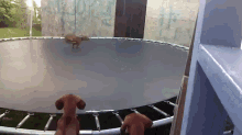 Did You See What I Did?! GIF - Dog Trampoline Bounce GIFs
