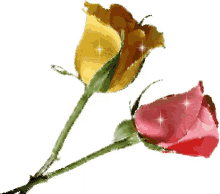 Flowers Rose GIF - Flowers Rose Yellow GIFs