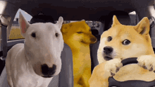 Dogs Cute GIF - Dogs Cute Drive GIFs