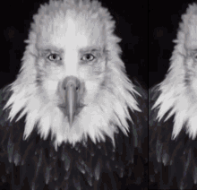 Eagle Nicholas Cage GIF - Eagle Nicholas Cage GIFs