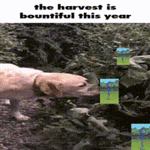 a dog sniffing leaves with the words the harvest is bountiful this year