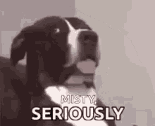 Seriously Dogs GIF - Seriously Dogs Like What GIFs