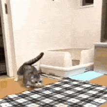 a cat is standing in front of a litter box on a checkered rug .
