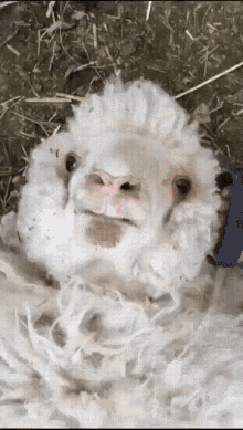 Surprise Sheep GIF - Surprise Sheep Scared GIFs