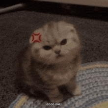 an angry kitten with a red star on its head
