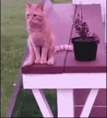 Knjpopper Cat GIF - Knjpopper Cat Sitting GIFs