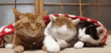 Cats Lick GIF - Cats Lick Cuddle GIFs