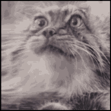 Trippy Cat GIF - Trippy Cat GIFs