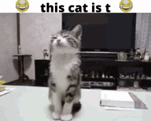 This Cat Is Cat GIF - This Cat Is Cat Meme GIFs