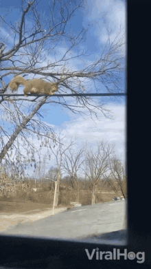 Squirrel Walking On Wire Viralhog GIF