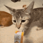 a cat is looking at a box of milk