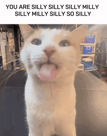Milly Cat GIF - Milly Cat Blehhh GIFs