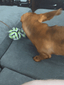 Dachshund Dog GIF - Dachshund Dog Rip And Tear GIFs