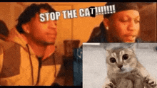 Stop The Cap Stop The Cat GIF - Stop The Cap Stop The Cat Stop GIFs