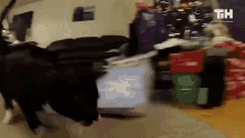 Lazer Pointer Chase GIF - Lazer Pointer Chase Cat GIFs