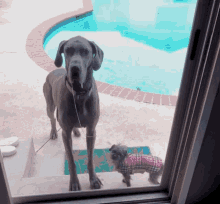 Drooling Great GIF - Drooling Great Dane GIFs