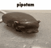a picture of a hippopotamus with the word pipotam on the bottom