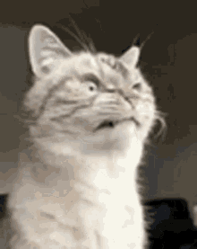 Eye Twitch Cats Are Derps GIF - Eye Twitch Cats Are Derps Cat GIFs
