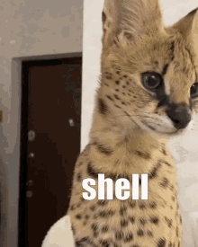 shell sogga binguscord big floppa serval