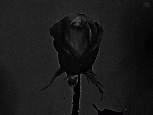 black-rose.gif