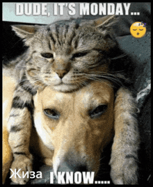 Cat Is A Monday GIF - Cat Is A Monday GIFs