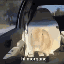Hi Morgane GIF - Hi Morgane Capybara GIFs