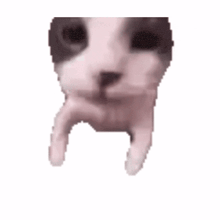 a gray and white cat is sticking its head out of a hole in a wall .