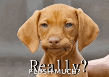 Disappointment Dog GIF - Disappointment Dog Really GIFs