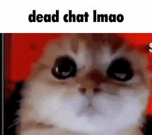 Dead Chat Cats GIF - Dead Chat Cats Angry GIFs