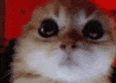 Y0t Angry GIF - Y0t Angry Angry Cat GIFs