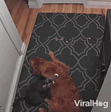 Cat Massaging A Dog Viralhog GIF