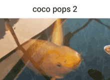 Coco Pops Funny GIF - Coco Pops Funny Coco Pops2 GIFs