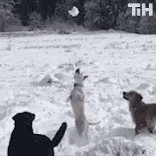 Snow Dog GIF - Snow Dog Catch GIFs