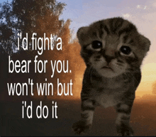 a kitten with a quote that says i 'd fight a bear for you