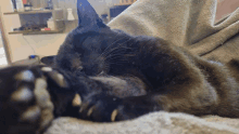 Peto Black Cat GIF - Peto Black Cat GIFs