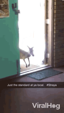 Just The Standard At Ya Local Straya GIF - Just The Standard At Ya Local Straya Kangaroo GIFs