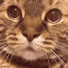 a close up of a cat 's face with the words gifak-net written below it